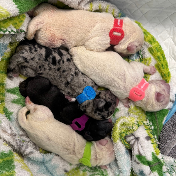 5 small newborn puppies sleeping on a soft blanket