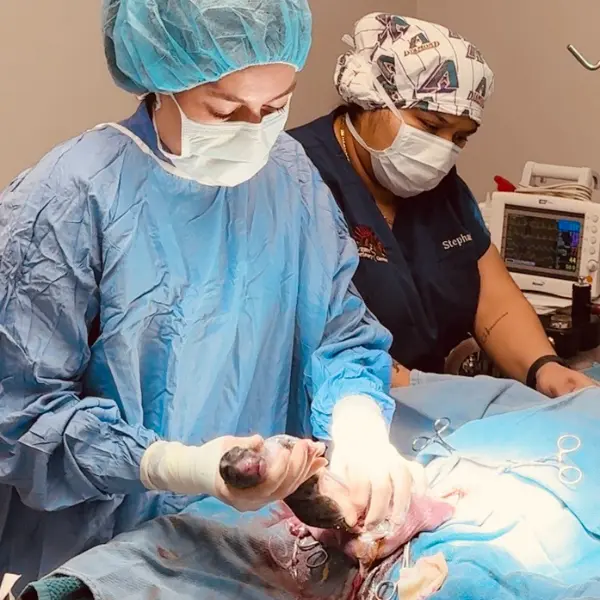 Two individuals in surgical attire, masks, and caps are performing a medical procedure on an animal, with one person holding a newborn animal.