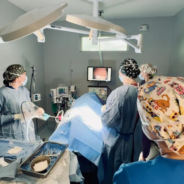 Medical professionals in surgical attire observe a monitor displaying internal anatomy during a procedure in an operating room.