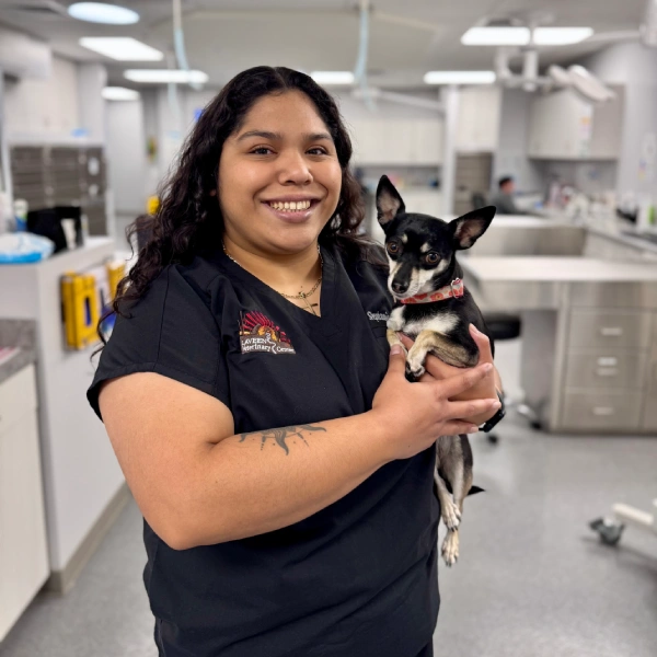 A person in dark scrubs holds a small black and tan chihuahua with a red collar in a veterinary clinic.