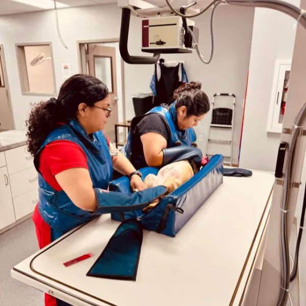 Two individuals in blue protective vests are positioning an animal on a table for an X-ray, with medical equipment overhead.