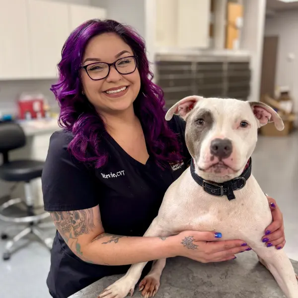 A veterinary professional with purple hair smiles while holding a white and gray pit bull dog.