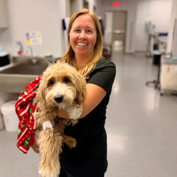 A person in scrubs holds a fluffy dog wrapped in a festive red blanket with Christmas trees and candy canes. The dog has an IV line attached to its leg.
