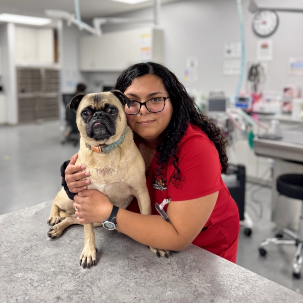 A person in a red scrub top hugs a pug dog while sitting at a table in what appears to be a veterinary clinic.